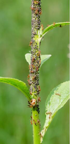 how to get rid of ants
