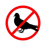 How to Get Rid of Pigeons Humanely And Friendly?