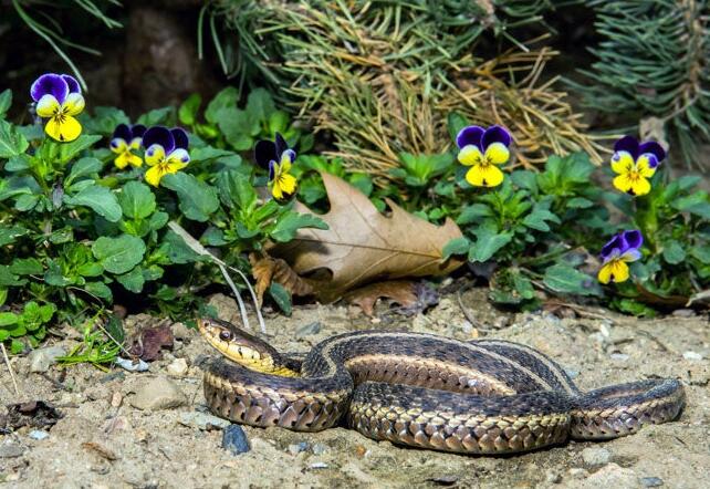 get rid of snakes