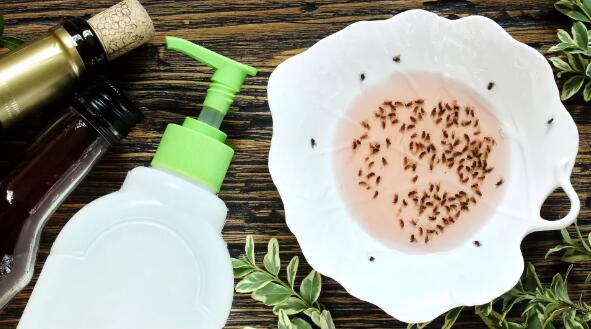 how to get rid of gnats