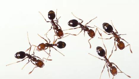 how to get rid of ants