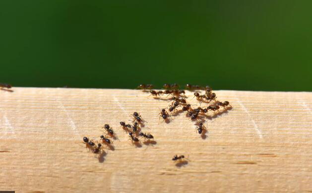 how to get rid of ants