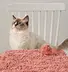 Eco Friendly Forever Fresh Tofu Cat Litter