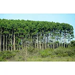 Biomass raw material 