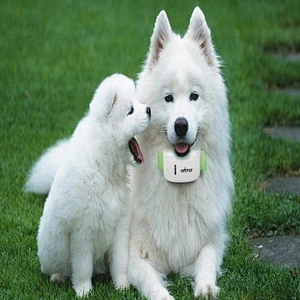 Mini Anti Lost Waterproof Pet Finder Tracker TK STAR 909 GPS tracker  with APP