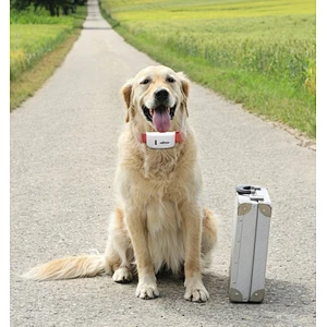 The most popular Pet locator item GPS tracker TK STAR TK909 for Big Dog Gps Tracking device made in china