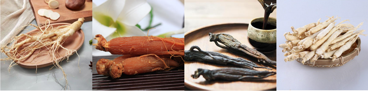 Panax Ginseng