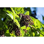 The “medicine chest” of Europe —— Elderberry