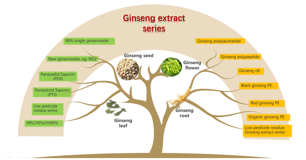 Ginseng Extract