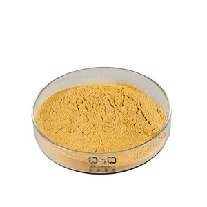 Lion's Mane Mushroom Extract