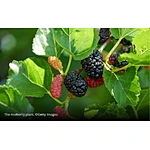 REPRINTED: Intake of mulberry extract lowers blood glucose and insulin levels – Korean RCT