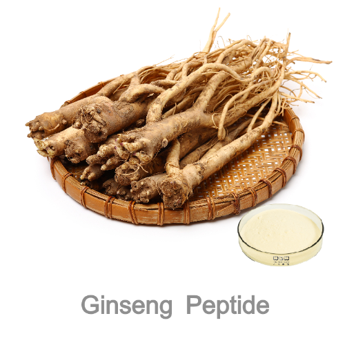 Panax Ginseng Extract Ginseng Peptide