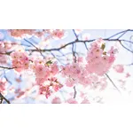New Product - Sakura Extract - Beautiful dating with spring