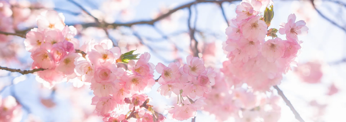 Sakura Extract