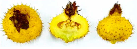 rosa roxburghii extract