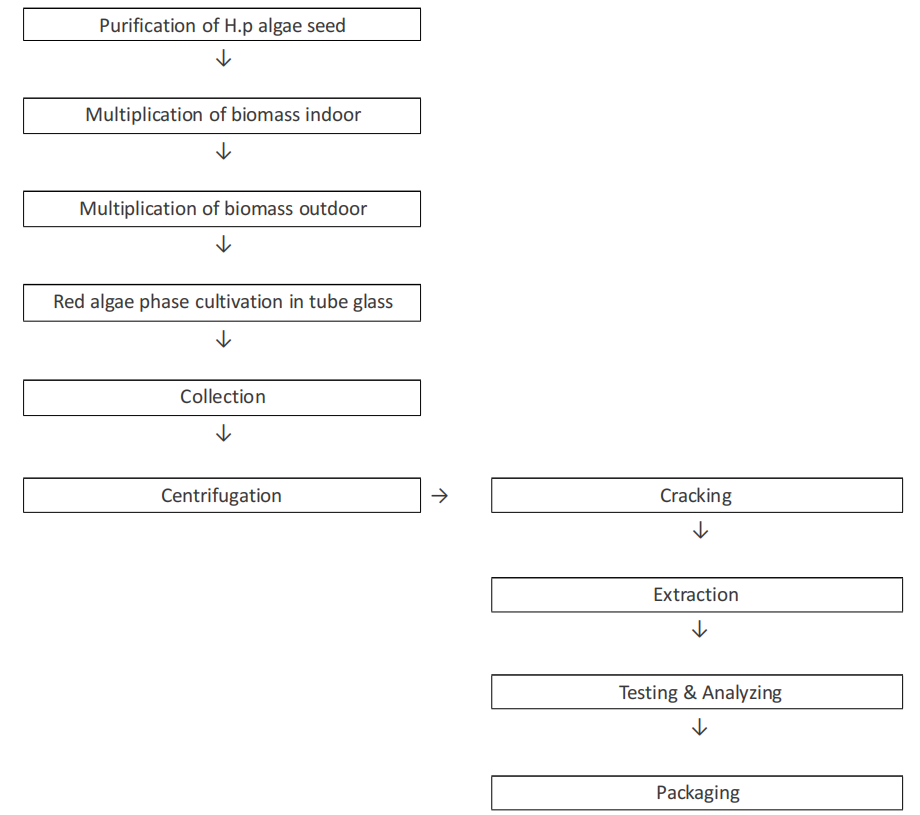 Haematococcus Pluvialis Process Flow