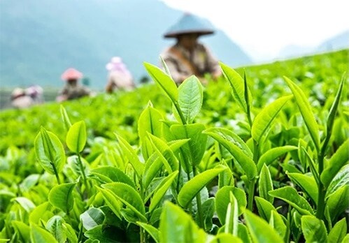 Green Tea