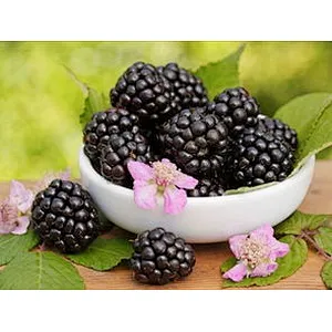 Blackberry SD Powder