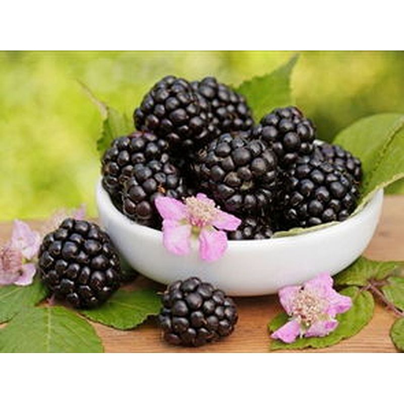 Blackberry SD Powder