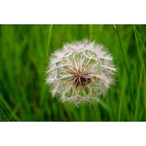 Organic Mongolian Dandelion Herb Powder