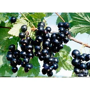 Black Currant Extract
