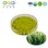Organic Wheatgrass Powder