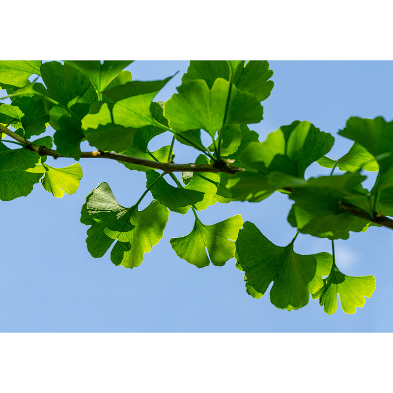 Organic Ginkgo Biloba Extract
