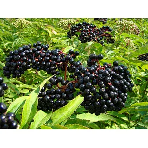 Elderberry SD Powder
