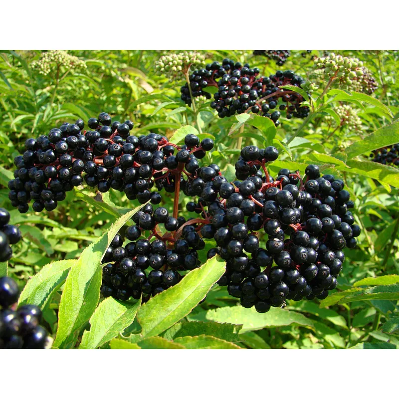 Elderberry SD Powder