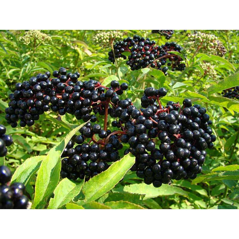 Organic Elderberry Extract