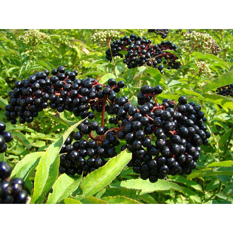 Organic Elderberry Extract