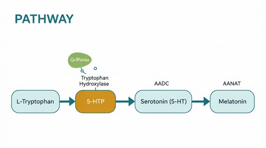 5-HTP pathway mechanism