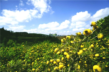 Rosa Roxburghii Extract