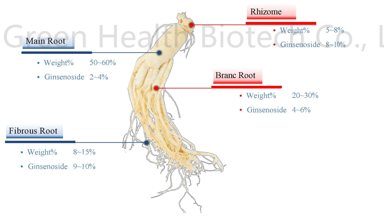 American Ginseng Extract