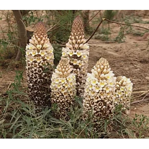 Cistanche Tubulosa Extract