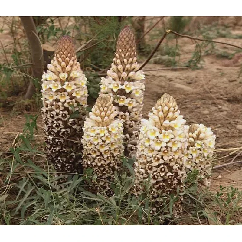 Cistanche Tubulosa Extract