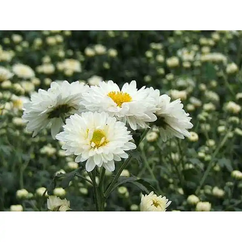 Instant Hangzhou White Chrysanthemum Powder