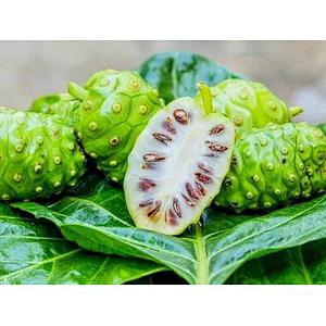 Noni SD Powder