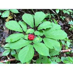 Panax Ginseng Leaf Extract