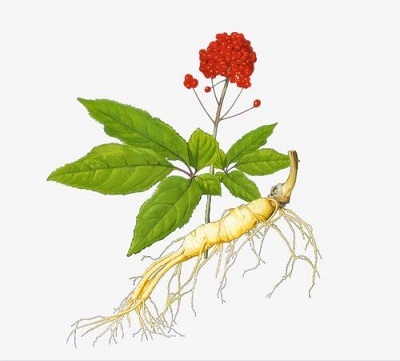 What is the difference between Panax ginseng and Panax notoginseng