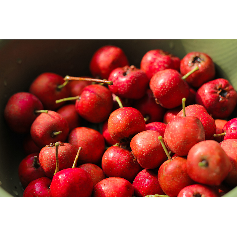 Organic Hawthorn Extract