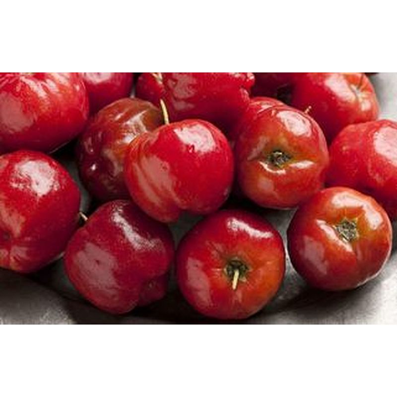 Acerola SD Powder