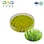 Wheatgrass Powder