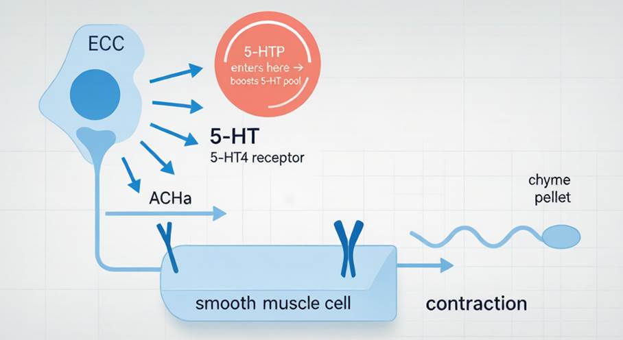 5-HTP Mechanism