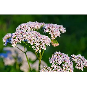 Organic Valerian Extract