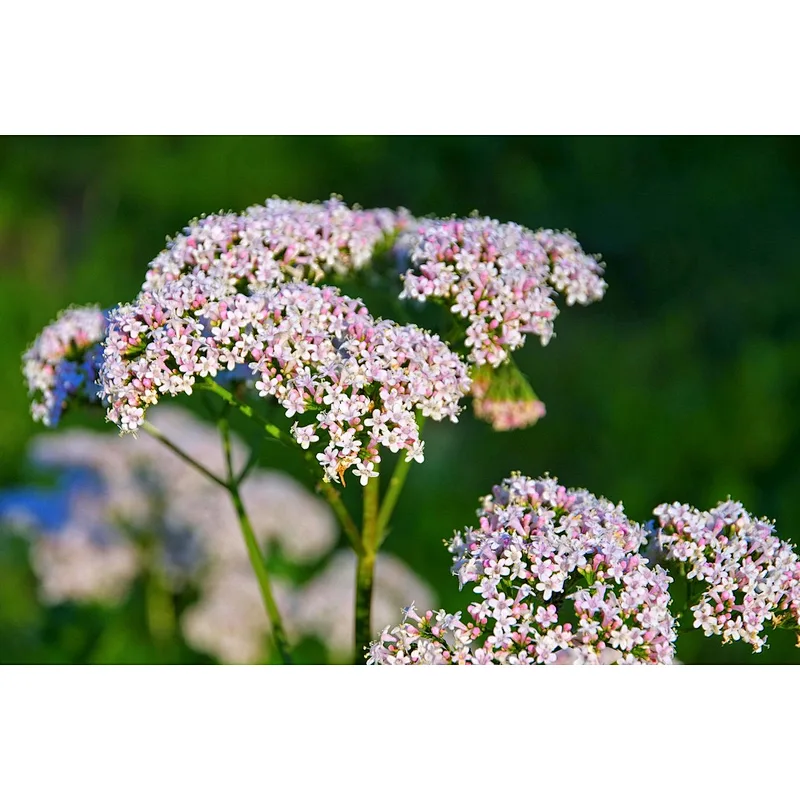 Organic Valerian Extract