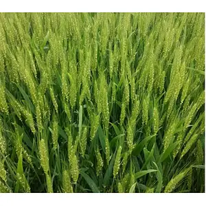 Wheatgrass Powder