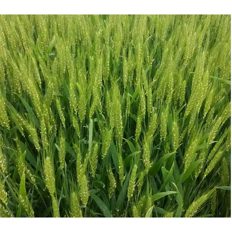 Wheatgrass Powder
