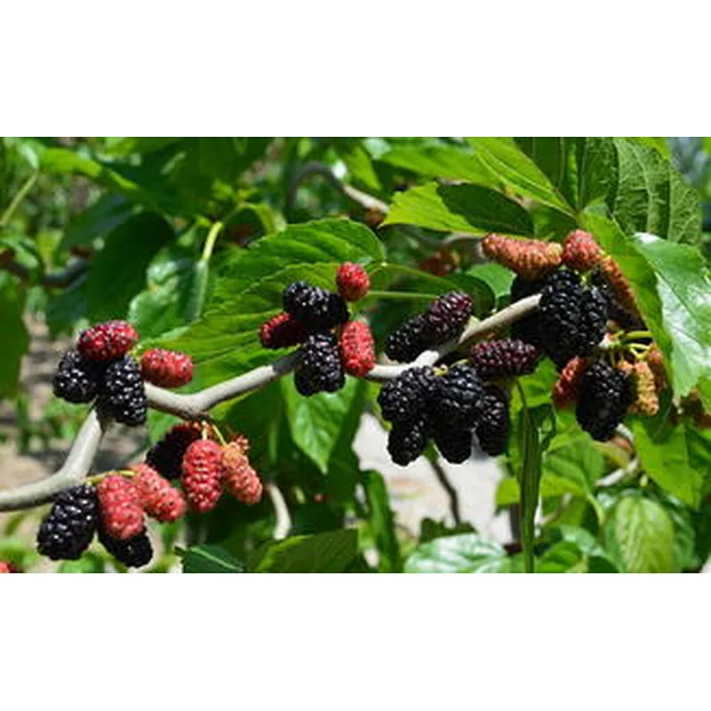 Mulberry Extract