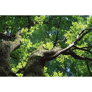 Slippery Elm Bark Powder